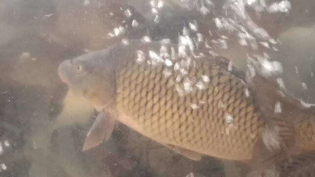 Live common carp swimming in a water tank with air bubbles. Fish's scales and gills movement in a supermarket aquarium, representing fresh seafood for sale or fish farming
