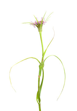 Flora of Gran Canaria -  flowering Tragopogon porrifolius, oyster plant flower isolated on White
