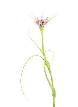 Flora of Gran Canaria -  flowering Tragopogon porrifolius, oyster plant flower isolated on White
