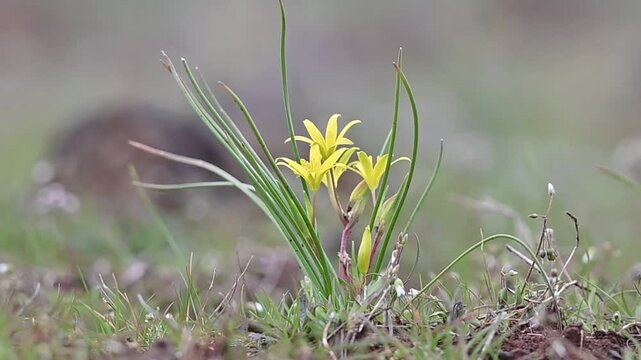 Gagea peduncularis is a species of wild plant belonging to the Liliaceae family. It is native to Italy, Greece, the Balkans, Turkey, Cyprus, and Libya. Gagea peduncularis is a bulbous perennial plant.