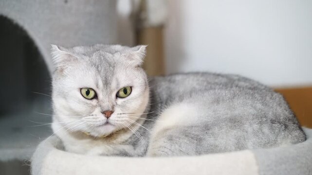 Grumpy Scottish Fold cat with silver gray fur and green eyes, adorable feline pet animal resting soft cozy bed, relaxed yet annoyed expression, round face, short fur, calm domestic cat, peaceful home