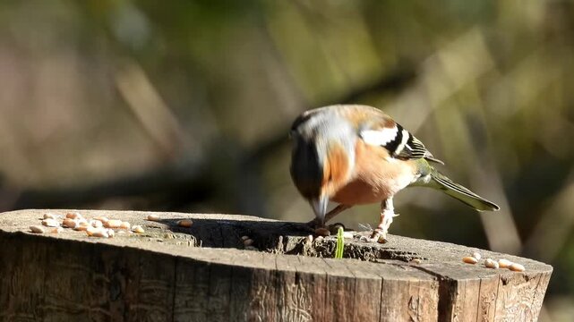 A Eurasian Chaffinch (Fringilla coelebs), specifically a male in its breeding plumage