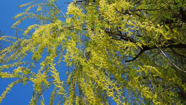 Willows, sallows and osiers, of genus Salix, comprise many species and numerous hybrids of typically deciduous trees and shrubs. They are primarily found on moist soils in cold and temperate regions.