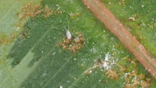 Scientific Macro 1:1 Video of Mealybug (Pseudococcidae) Pest Infestation - Real Non-AI Footage of Global Agricultural, Horticultural, and Indoor Plant Pathogen