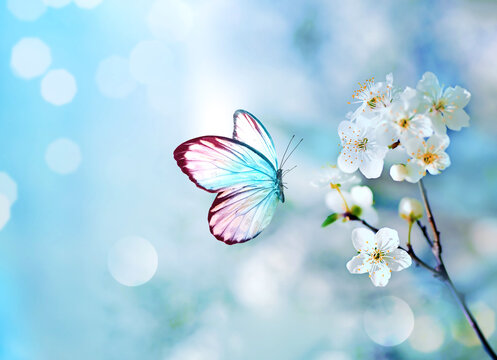 Blossom tree over nature background with butterfly. Spring flowers. Spring background. Blurred concept.