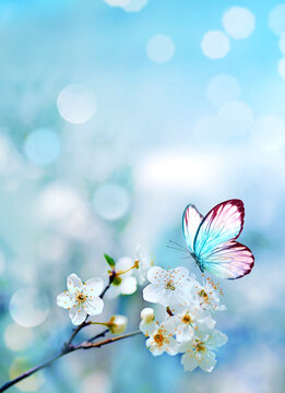 Blossom tree over nature background with butterfly. Spring flowers. Spring background. Blurred concept.