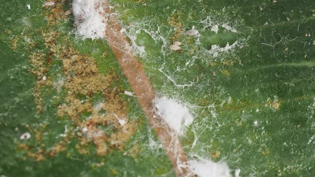Scientific Macro 1:1 Video of Mealybug (Pseudococcidae) Pest Infestation - Real Non-AI Footage of Global Agricultural, Horticultural, and Indoor Plant Pathogen