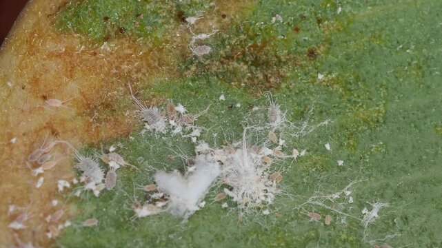 Scientific Macro 1:1 Video of Mealybug (Pseudococcidae) Pest Infestation - Real Non-AI Footage of Global Agricultural, Horticultural, and Indoor Plant Pathogen