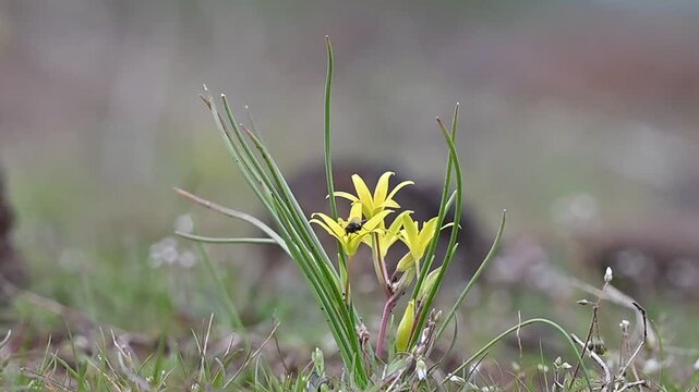Gagea peduncularis is a species of wild plant belonging to the Liliaceae family. It is native to Italy, Greece, the Balkans, Turkey, Cyprus, and Libya. Gagea peduncularis is a bulbous perennial plant.