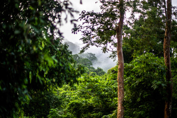 Fototapeta premium A natural backdrop of diverse trees growing along rivers or within historical parks provides a scenic view for tourists to admire along their journey.