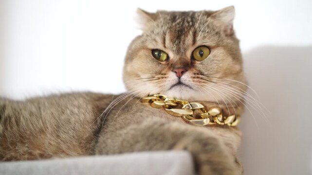 Luxurious Scottish Fold cat with golden fur, green and yellow eyes, wearing chunky gold chain necklace, stylish luxury pet feline, expressive face, jewelry, animal relaxing white background
