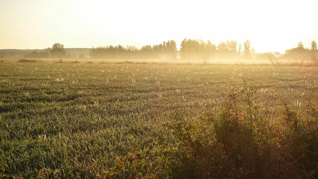 Misty sunrise over rural fields between Carrion de los Condes and Calzadilla de la Cueza