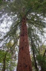 Fototapeta premium Sequoia tree in the park. Sirius. Krasnodar Krai. Russia