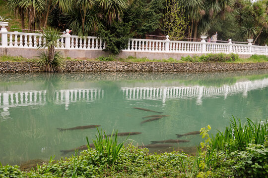 Upper Pond with huge grass carps in Southern Cultures park. Sirius. Krasnodar Krai. Russia