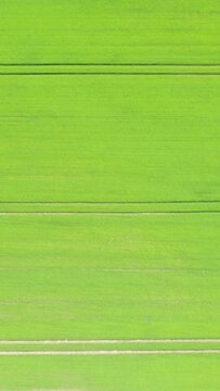 Drone shot of lush green agricultural fields with parallel lines, typical of the Normandy countryside in early summer.