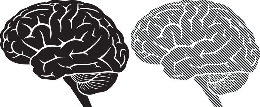 Detailed illustration of the human brain viewed from lateral perspectives