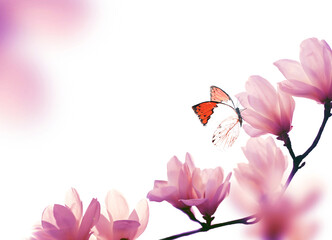 Spring background with blooming pink magnolia flowers and flying butterfly © Belight