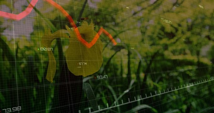 Yellow tulip staying, tech driving red line sweeping peaking falling over faint grid for bloom data