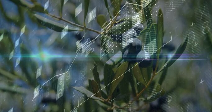 Olive branch holding focus while overlay fading and projecting agriculture line charts over olives