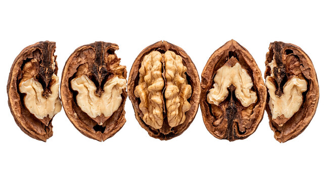The walnut cut open, reveals the delicious nut inside. Its brown shell contrasts with the light color of the inner nut