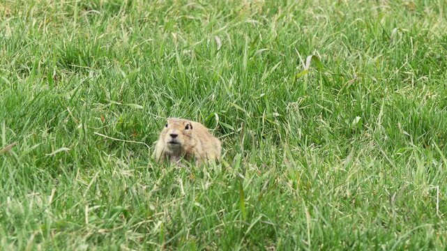  A funny little marmot is bustling about in the green grass on a sunny spring day.
