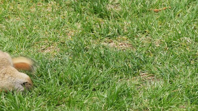  A funny little marmot is bustling about in the green grass on a sunny spring day.