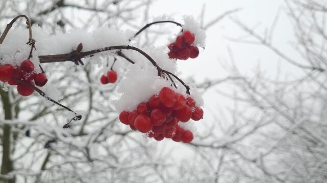 Close up footage of red Viburnum or Mountain ash berries covered with ice and snow hanging from a tree branch during a sunny winter day while thick white snow is around and blue sky visible.