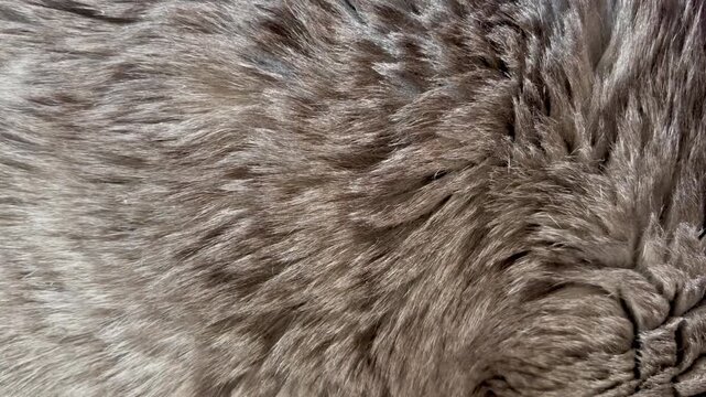 Gray tabby cat fur fragment close-up. A cute grey tabby cat lies on a bed in the room. Beautiful. Close view. Homely atmosphere. Family. Home. Love. For video presentation, advertising.
