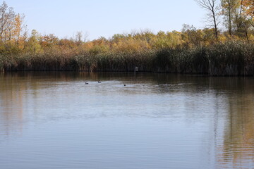 Fototapeta premium distant ducks swimming across prairie marsh pond in autumn (wide-angle, panorama, seasonal)