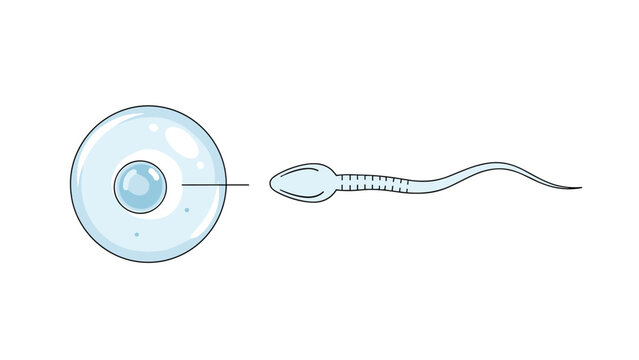 Educational scientific diagram showing a single human sperm cell attempting to fertilize a large ovum during reproduction.