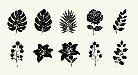 A collection of various leaf shapes and patterns showcasing nature's diversity © Mohammad