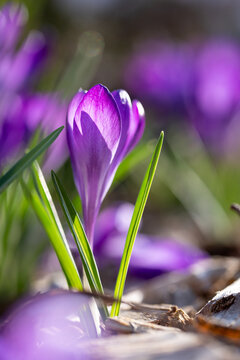 Krokusse im Sonnenschein