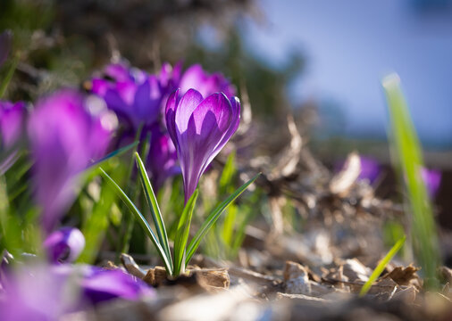 Krokusse im Sonnenschein