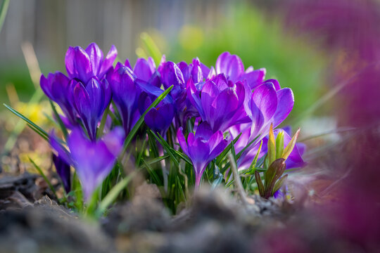 Krokusse im Sonnenschein