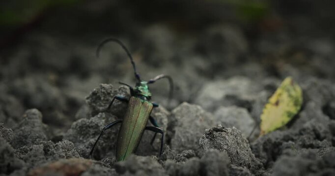 Metallic back of Aromia moschata musk beetle crawling on rough dirt
