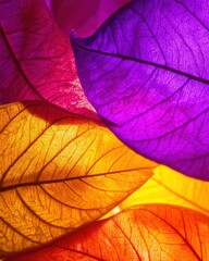 Obraz premium Close-up of overlapping backlit skeleton leaves glowing in purple, pink and orange tones