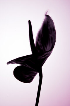 


fleur graphique sur fond rose , Arum ou Calla exprimant la passion et le d&eacute;sir   avec &eacute;l&eacute;gance et simplicit&eacute; ,langage des fleurs  