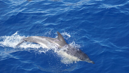 Fototapeta premium A beautiful dolphin swims gracefully through the crystal-clear blue ocean waters, showcasing its sleek form and natural behavior in a stunning marine environment.