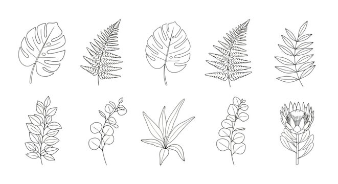 A collection of various types of trees and plants with intricate branches and leaves