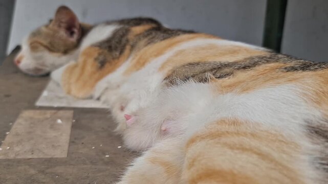 A heartwarming cinematic shot of a mother cat peacefully falling asleep after nursing her kittens. This tender moment captures the essence of maternal love, care, and natural animal behavior. The rela