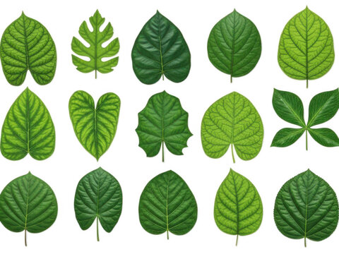 Collection of various green leaves isolated on transparent background