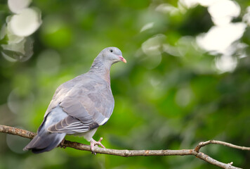Fototapeta premium Portrait of a common wood pigeon perched on a tree branch