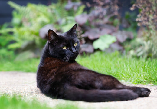 Domestic black cat resting on a garden path