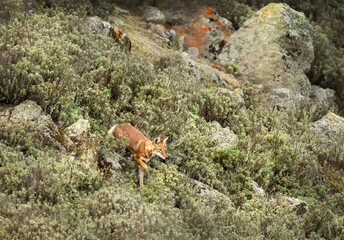 Fototapeta premium Rare endangered Ethiopian Wolf (Canis simensis) foraging in highland grasslands