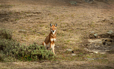 Fototapeta premium Rare endangered Ethiopian Wolf (Canis simensis) sitting in highland grasslands