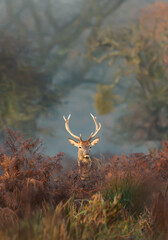 Red deer stag standing among ferns in misty autumn meadow © giedriius