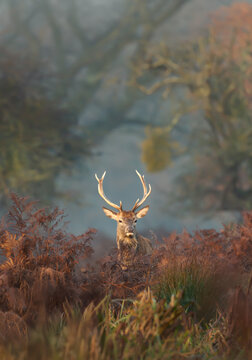 Red deer stag standing among ferns in misty autumn meadow