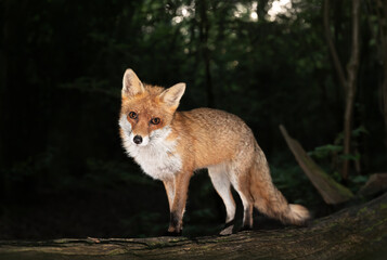 Fototapeta premium Portrait of a cute red fox standing on a fallen tree in a forest at night