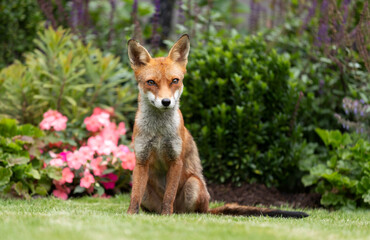 Fototapeta premium Wild young red fox sitting on green grass in a garden surrounded by vibrant flowers