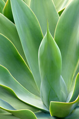 Obraz premium Agave, close-up abstract view of fresh green plant leaves with soft lighting
